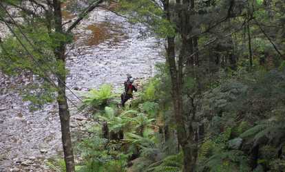 Forest Zip Line Ride