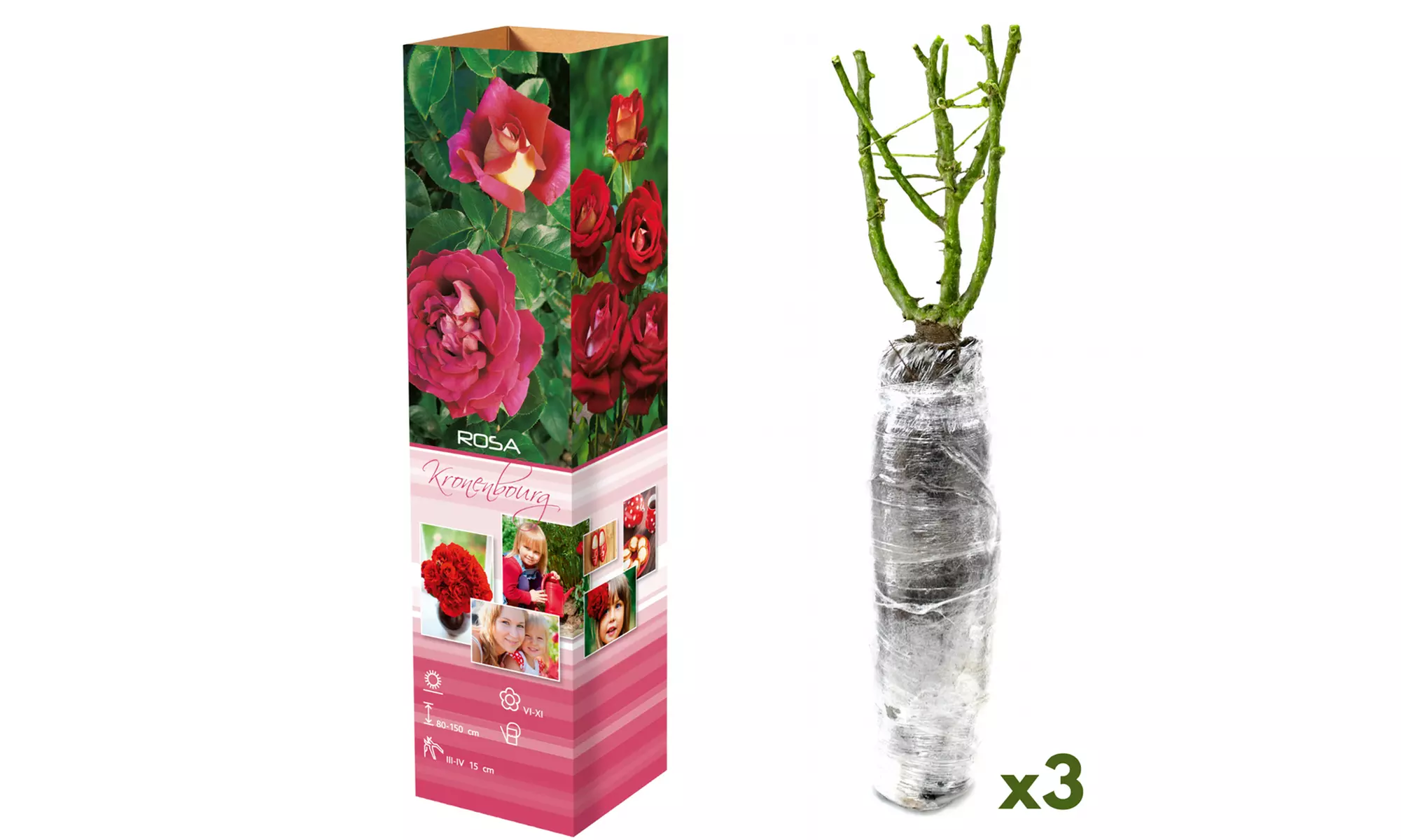Set van 3 of 6 grootbloemige rozen