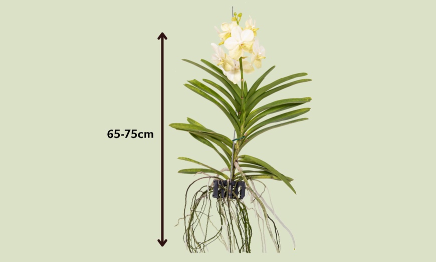 Image 14: Rootz Orchidee