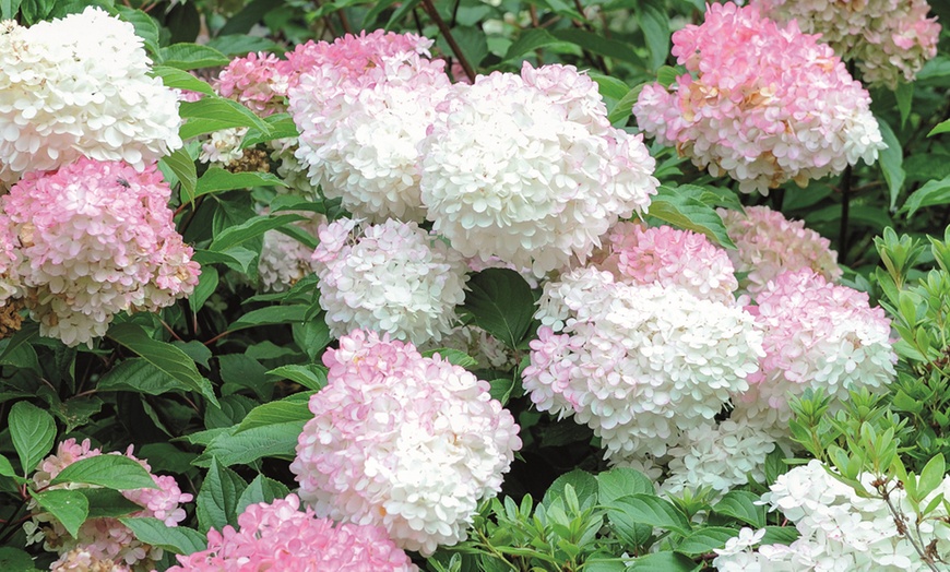 Image 10: One, Two or Three Hydrangea Paniculata Vanilla Fraise Potted Plants