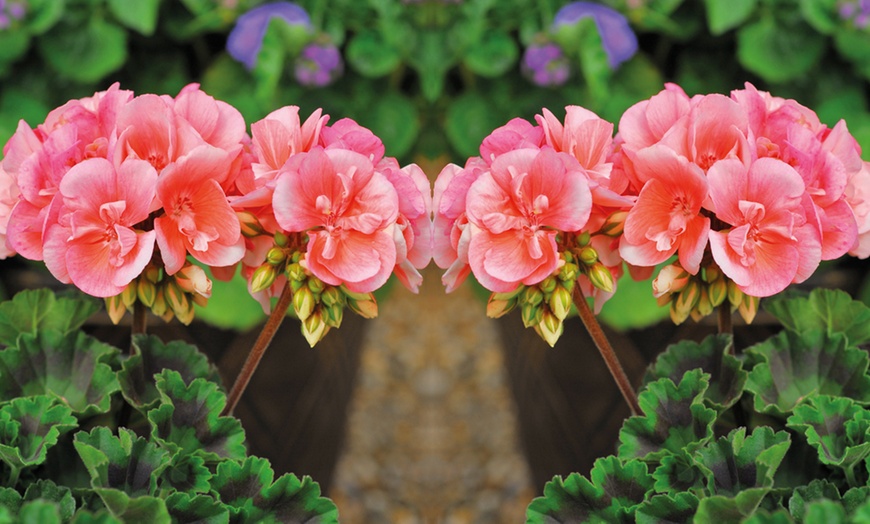 Image 3: 5, 15 or 30 Jumbo Plug Plants of Geranium Giant
