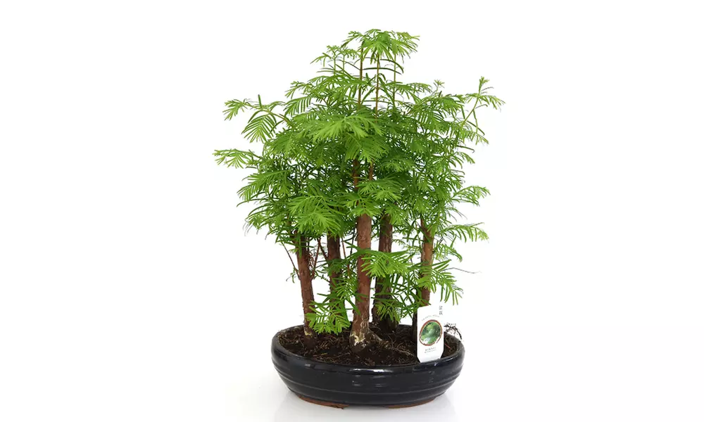 Bonsai Metasequoia Forest in Ceramic Pot - 1 or 2 Plants