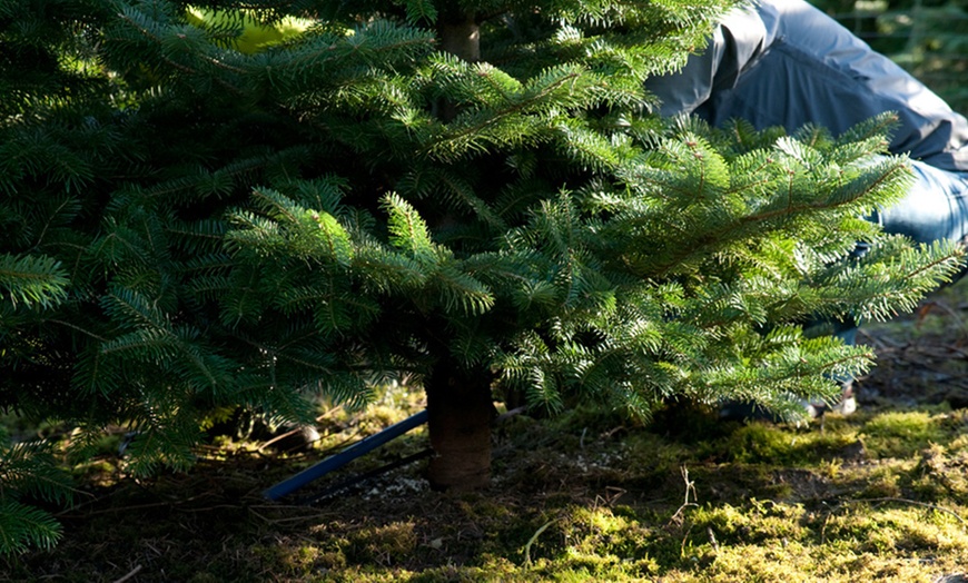 Image 2: Bio-Weihnachtsbaum schlagen inkl. Lagerfeuer & Bio-Apfelpunsch