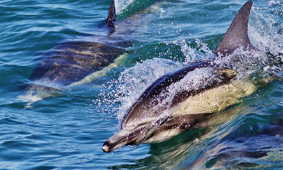 Three-Hour Whale-Watching Tour for One, Two, or Four from H&M Landing (Up to 46% Off) - Primary Image