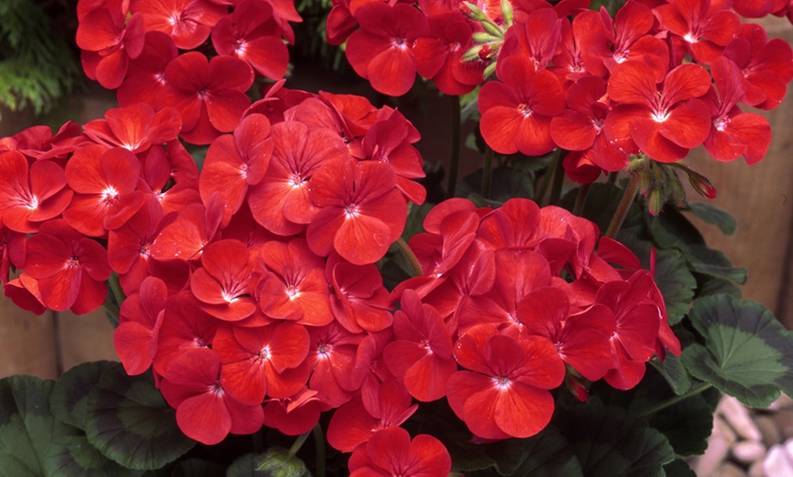 Image 3: 15 or 30 Geranium Best Red Garden-Ready Plants