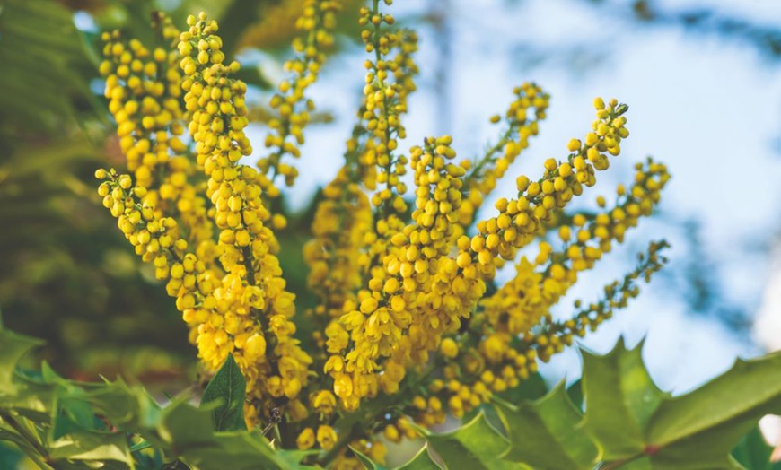 Image 1: One or Two Mahonia japonica Potted Plants