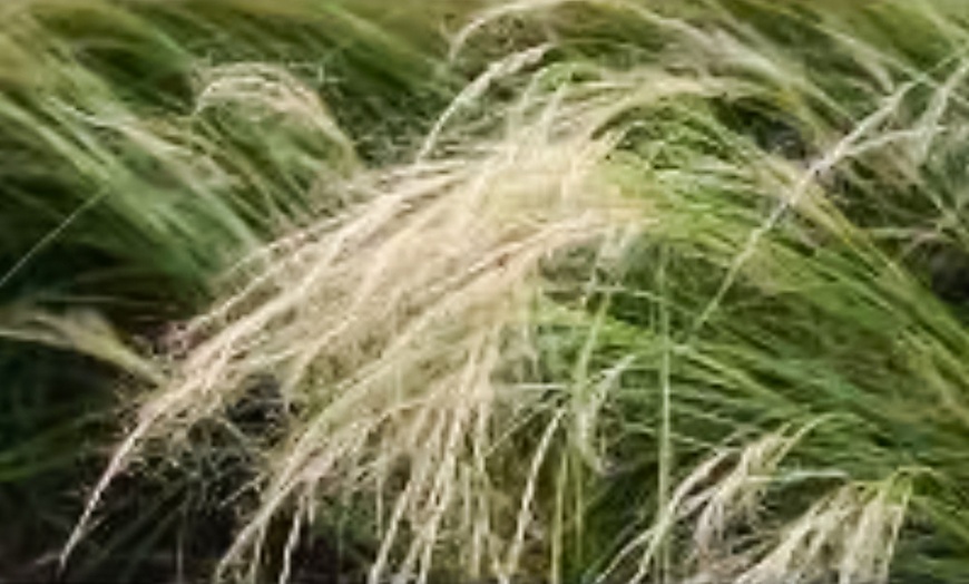 Image 3: Stipa Tenuissima Pony Tail Grass - up to 3 Potted Plants