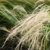Image 3: Stipa Tenuissima Pony Tail Grass - up to 3 Potted Plants
