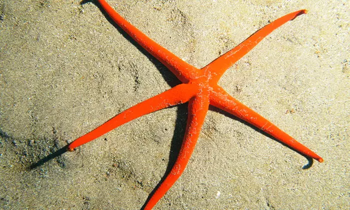 Bautismo de buceo para 1 persona con snacks y snorkel