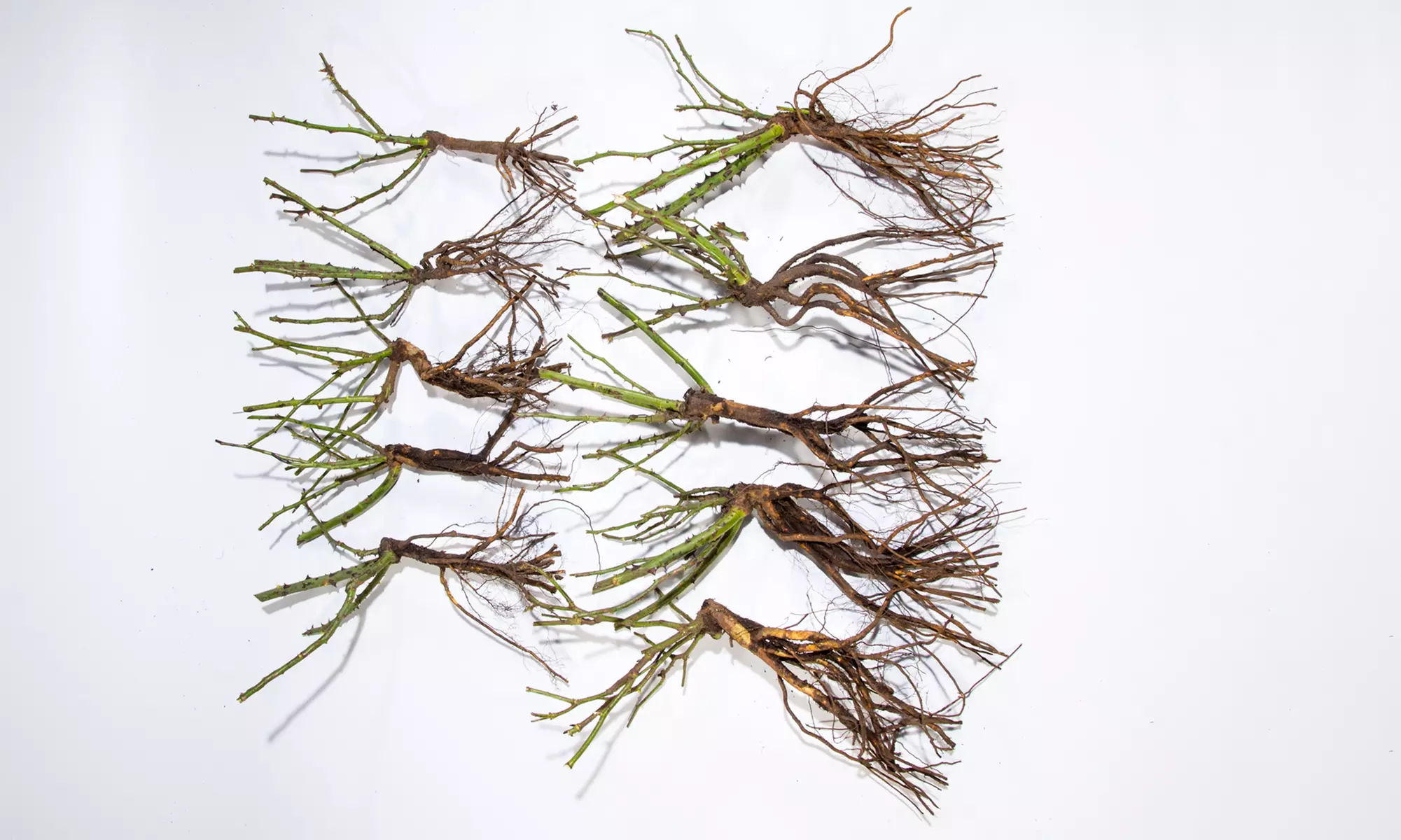 Rosier buisson en mélange, lot de 10 ou 20 rosiers multicolores - Image 2