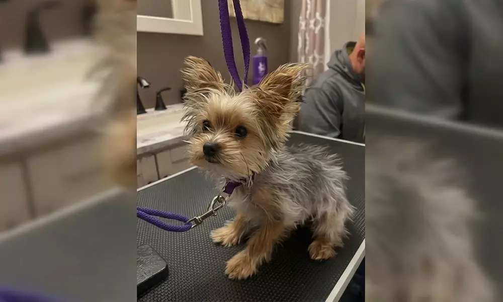 In-Home Full Service Dog Grooming for Small to XL Dogs