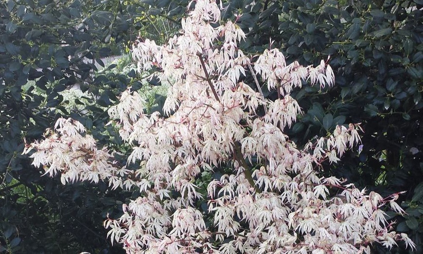 Image 5: Acer Palmatum 'Ukigumo' Potted Plant