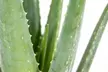2er-Set Aloe Vera Pflanzen (Barbadensis) - Second Medium