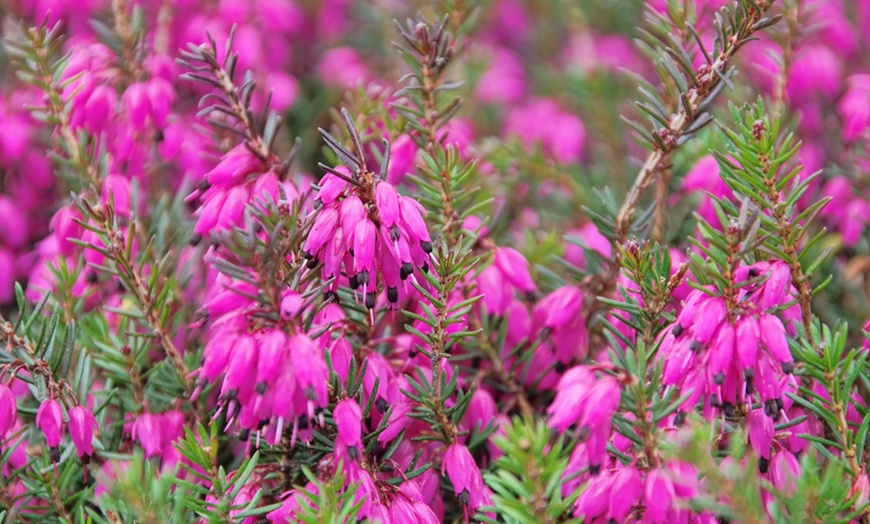 Image 5: Evergreen Heather Collection