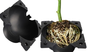 Plant Root Grafting Grow Ball 