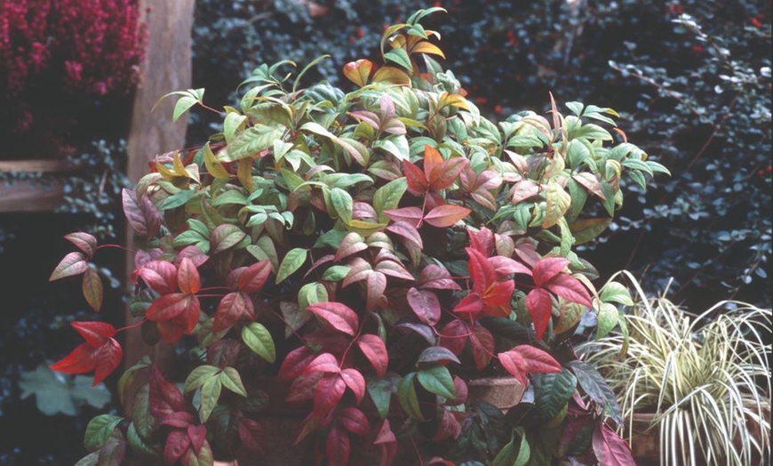 Image 2: Nandina Domestica Obsessed or Fire Power - 1 or 3 Potted Plants
