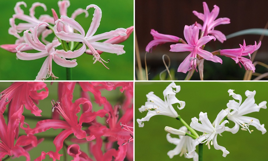 Image 1: Nerine Cornish Lily Two-Litre Potted Plants