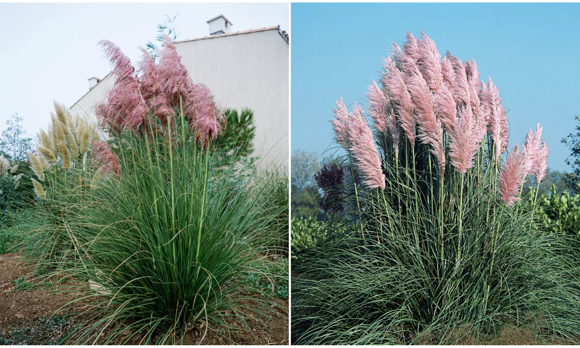 3x oder 6x Pampasgras