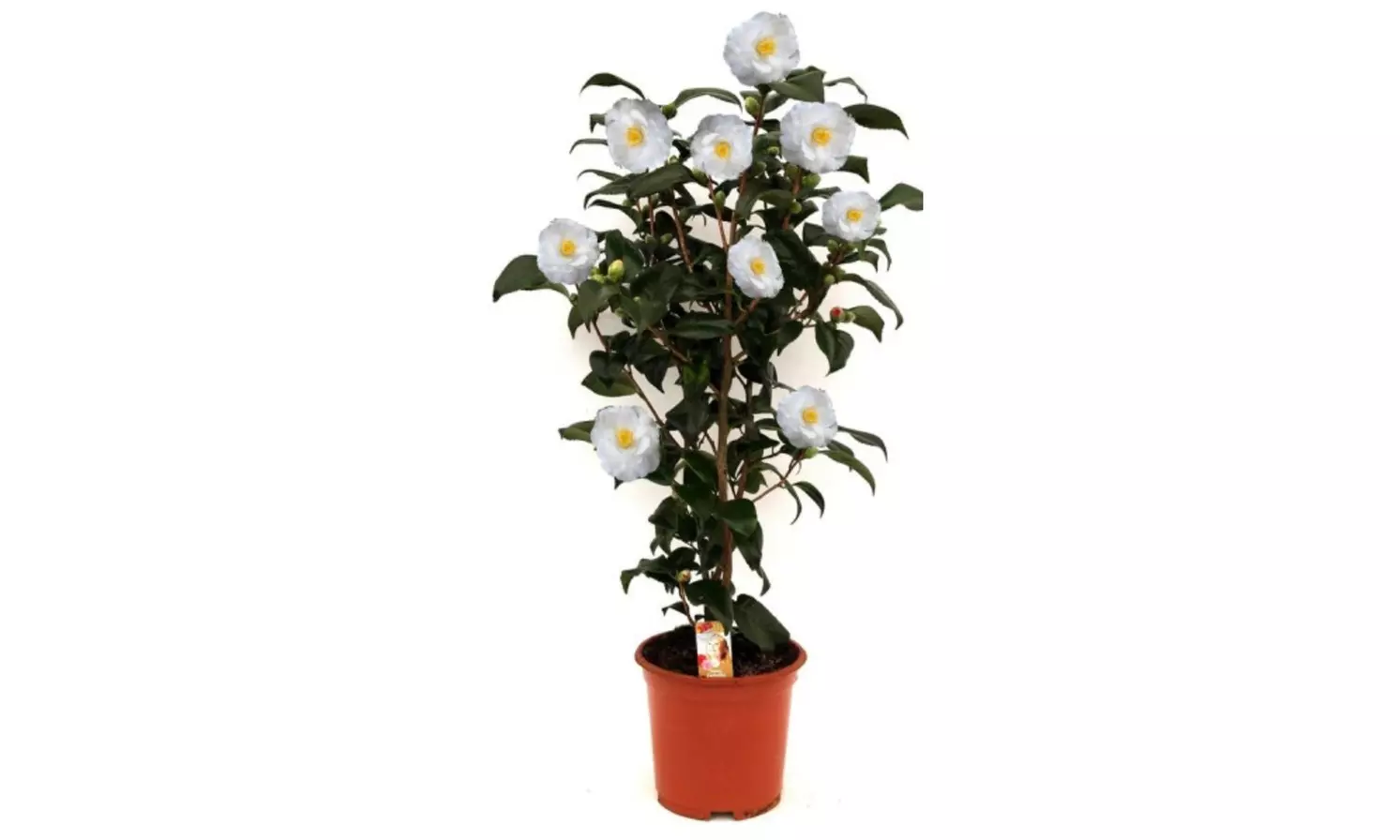 1 o 2 arbustos de camelia «rosa japonesa» con flores de color a elegir