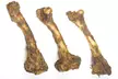 EcoKind Pet Treats Large 16" Femur Bone for Dogs - Second Medium