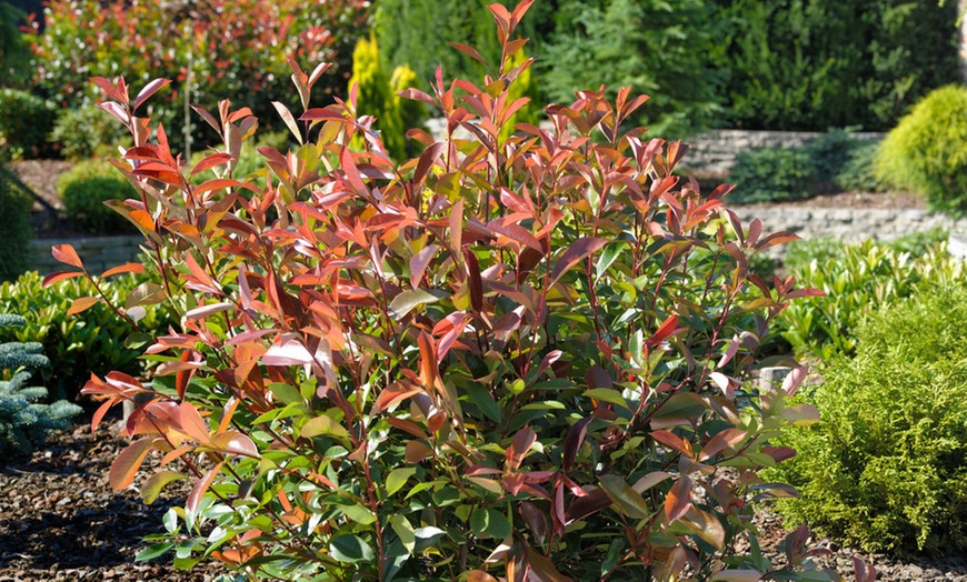 Image 5: Lot de 2, 4 ou 6 plantes de Photinia 'Red Robin'