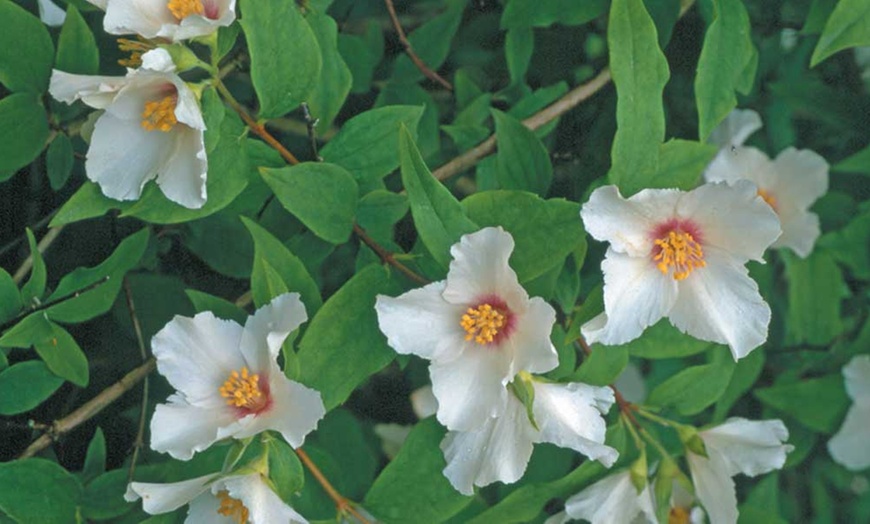 Image 2: Mock Orange Belle Etoile Shrub