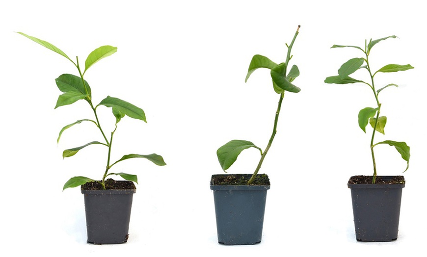 Image 8: Citrus Collection - Lemon, Lime and Orange Plants Potted Plants