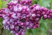 Three or Six Fragrant Purple Lilac Trees from £24.98 With Free Delivery (Up to 73% Off) - Image 3