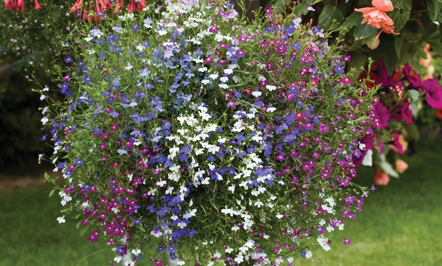 Image 6: Up to 30 Garden-Ready Plants of Lobelia Ultra Cascade Mix