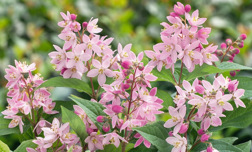 Image 7: Sunny Border Hardy Shrubs