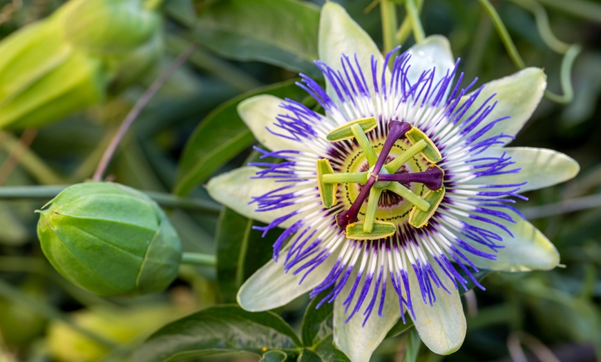 Image 3: One, Two or Three Passiflora Caerulea Plants