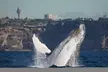 Enjoy a 2.5-Hour Weekday or Weekend Whale Watching Cruise with Live Commentary & Viewing Decks (Up To 28% Off) - Image 6
