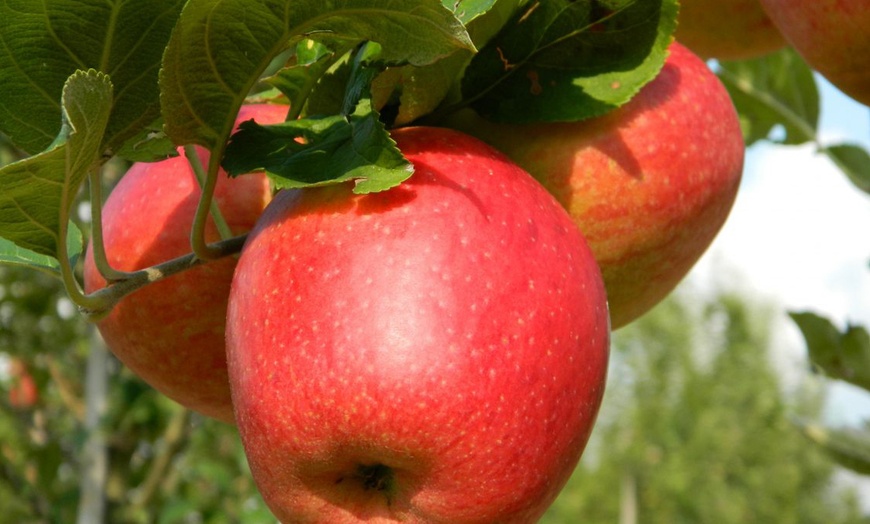 Image 3: Set of Pillar Apple Trees