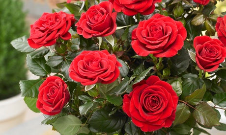 Set di 3 rose disponibili in 3 colori