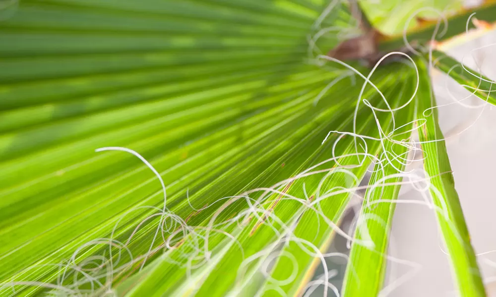 1x oder 2x Mexikanische Washingtonpalme