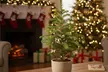 4" or 6" Norfolk Island Pine with Free Shipping - Indoor and Outdoor Christmas Plants (Up to 10%Off) - Second Medium