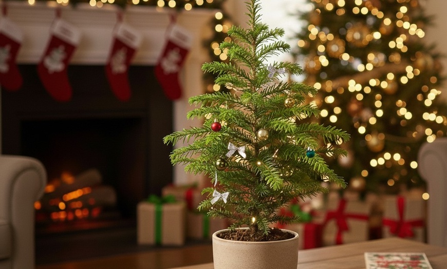 Image 3: 4" or 6" Norfolk Island Pine with Free Shipping (Up to 10%Off)