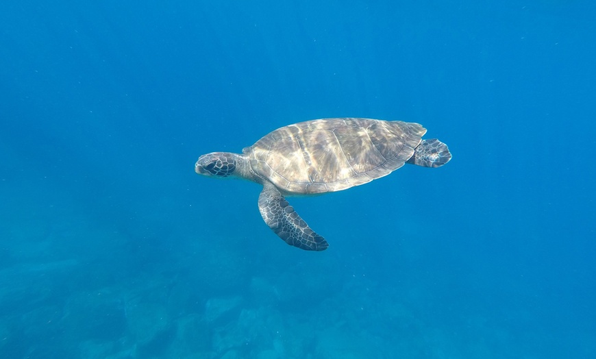 Image 14: Bautismo de buceo con reportaje fotográfico para 1 o 2 personas