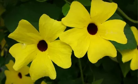 $20 for $40 Worth of Plants, Garden Supplies, and More at Ferragine Greenhouses in Bradford - Primary Image
