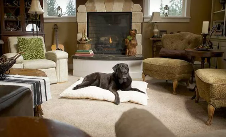 Plush Dog Pillow (Up to 54% Off). Multiple Options Available. Free Shipping on Purchases of $15 or More. Free Returns. - Primary Image