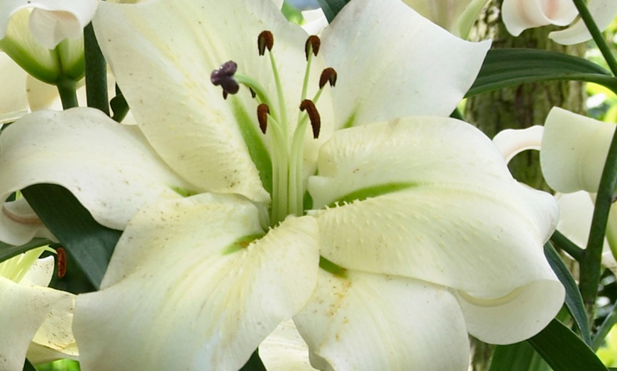 Image 4: Lily Giant Flowered Collection – Buy 15 or 30 bulbs