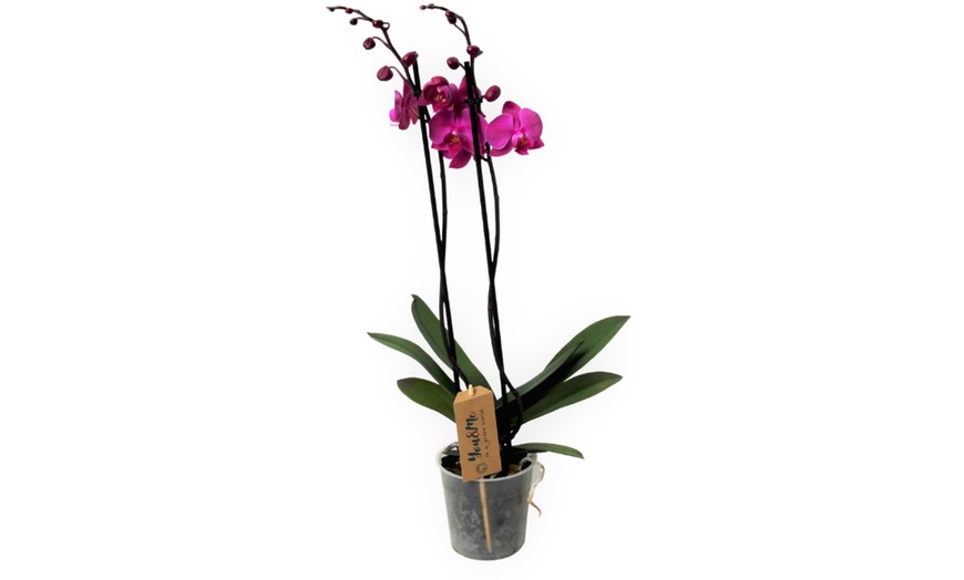 Image 4: Orchidée phalaenopsis