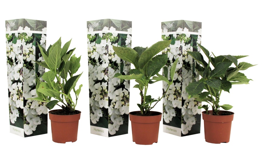 Image 10: Lot de 3 ou 6 hortensias Teller