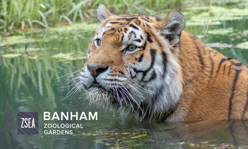 Image 1: Banham Zoo Entry Tickets - Full weekday and weekend availability! 