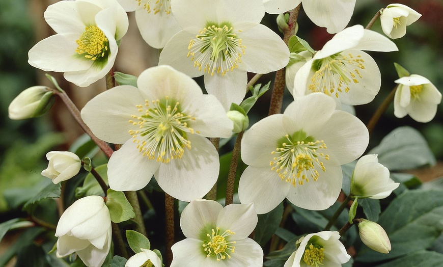 Image 1: Helleborus Niger Plant