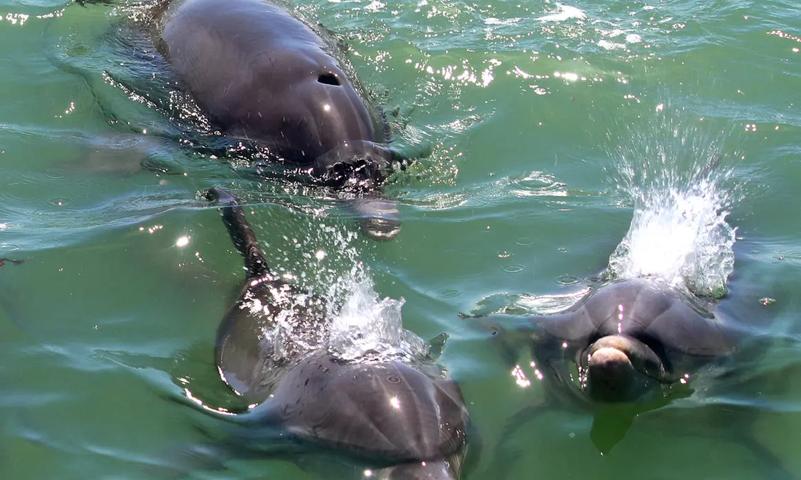 Experience Salty Pelican Boat Tours' Sunset Cruise & Dolphin Watching with up to 20% off. Enjoy breathtaking Gulf views. - Primary Image