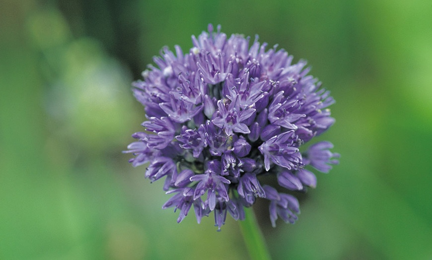 Image 2: Allium bloembollen