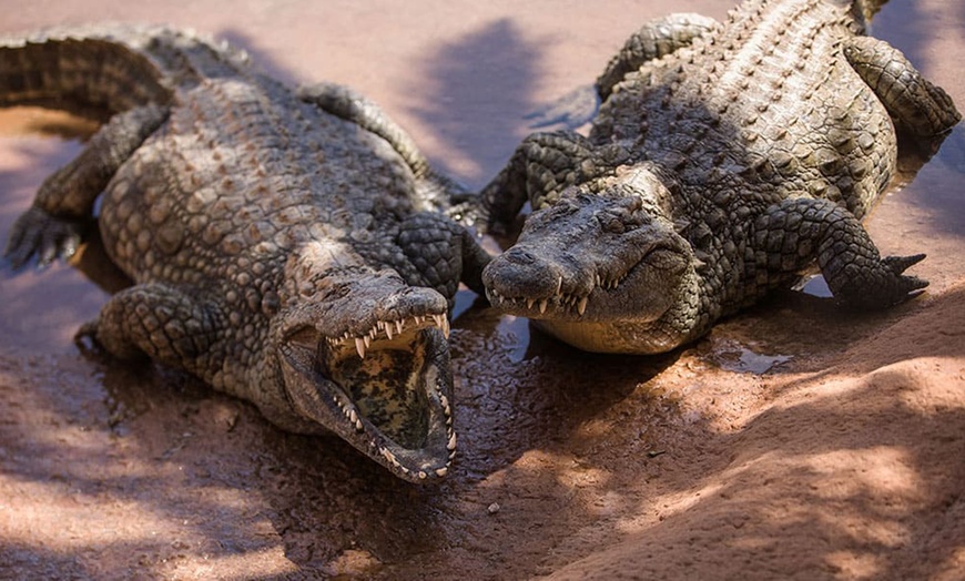 Image 4: Entrada a Cocodrilo Park Zoo para niños y adultos con comida y bebida