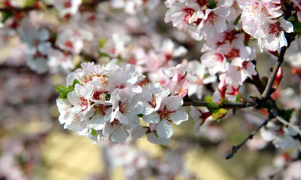 3 o 5 alberi da frutta XXL