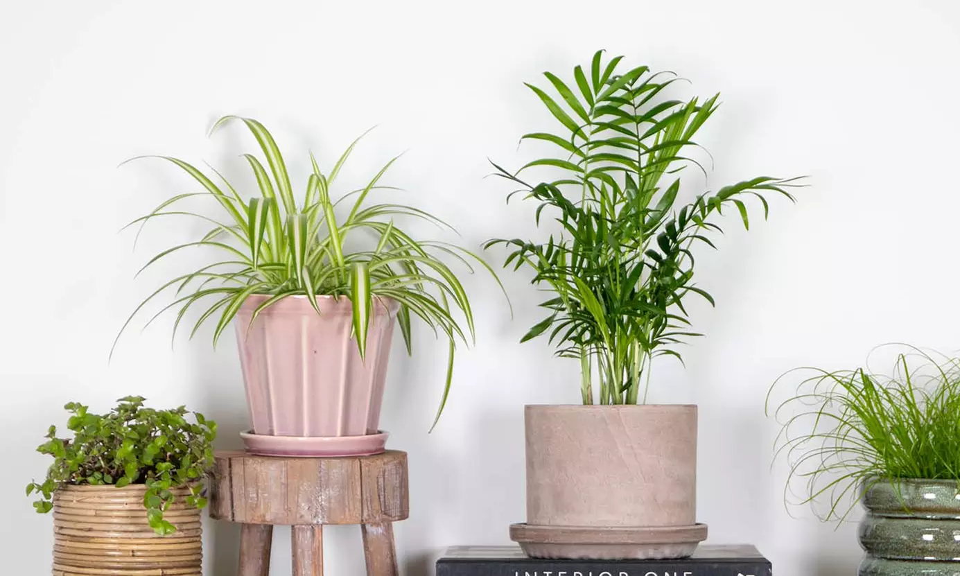 Lot de 4 de plantes d'intérieur résistantes ou adaptées aux animaux